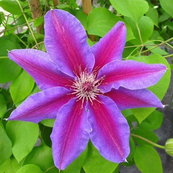 【割引クーポン付】Danielle Navy Flower x Lilac  M Clematis Danielle - Sugar Creek Gardens Sugar Creek Gardens