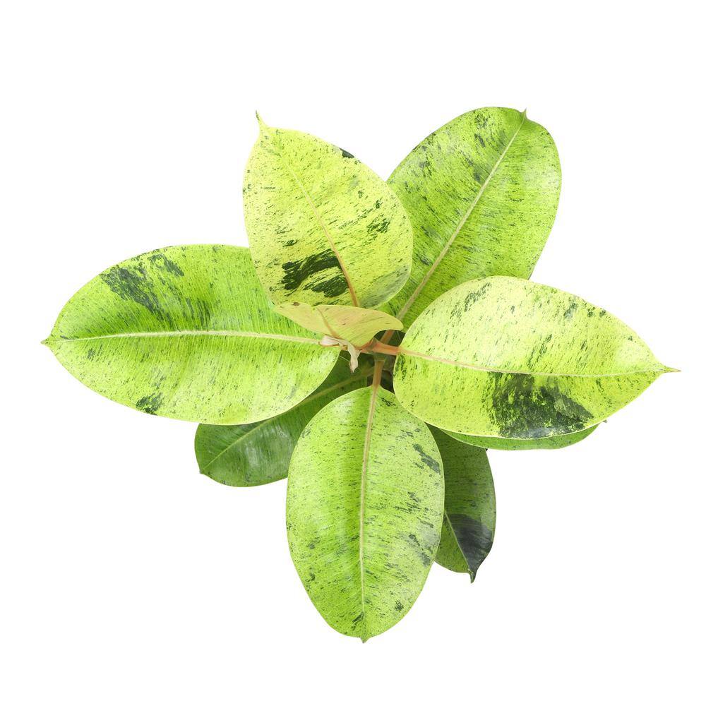 Shivereana Variegated Rubber Plant in Black Plastic Pot