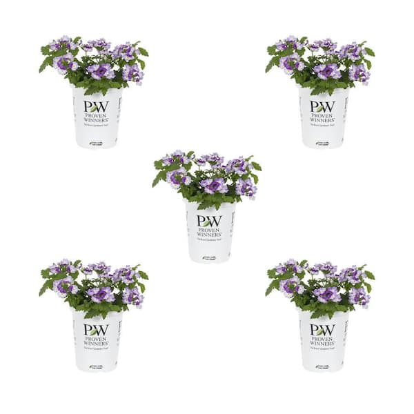 1.5 Pt. Proven Winners Verbena Superbena Sparking Amythest Purple and White Annual Plant (5-Pack)