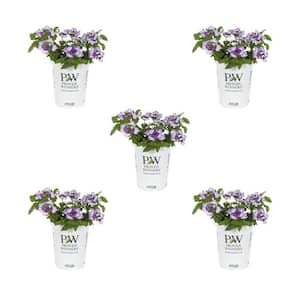 1.5 Pt. Proven Winners Verbena Superbena Sparking Amythest Purple and White Annual Plant (5-Pack)
