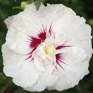2 Gal. Bali Hibiscus Shrub with Semi-Double Pure White Flowers