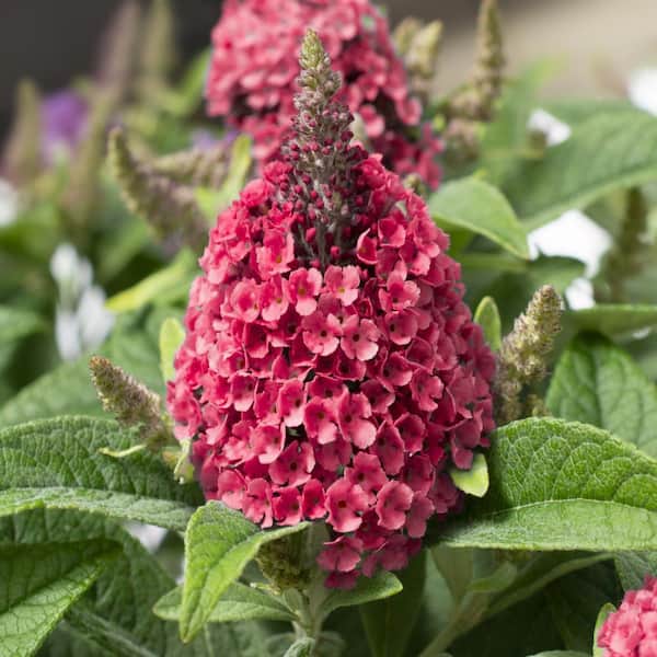 national PLANT NETWORK 4 in. Buddleia Dapper Red Butterfly Bush Shrub with Red Flowers (3-Pack)