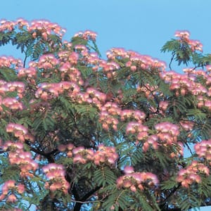 Hardy Mimosa Dormant Bare Root Flowering Starter Shrub (1-Pack)