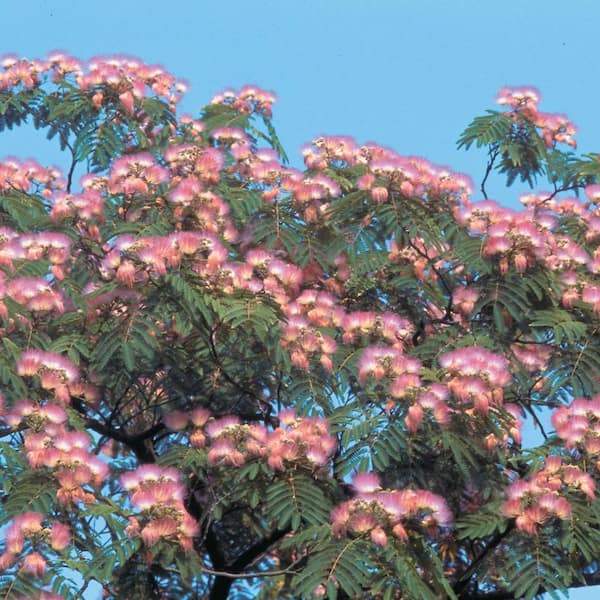 Spring Hill Nurseries Hardy Mimosa Dormant Bare Root Flowering Starter Shrub (1-Pack)