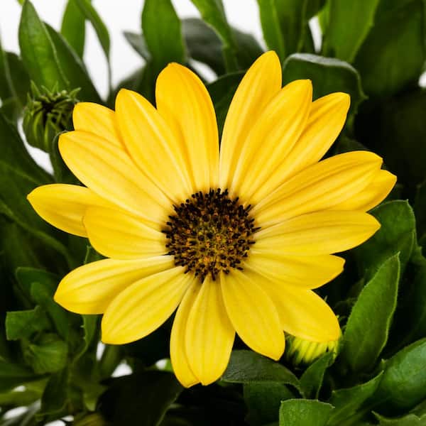 Vigoro 1.5 PT Osteospermum African Daisy 'Margarita Yellow' Yellow