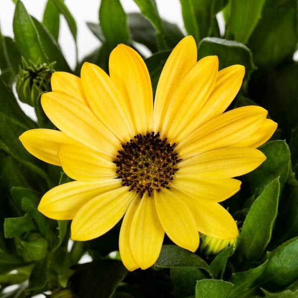Vigoro 1.5 PT Osteospermum African Daisy 'Margarita Yellow' Yellow Annual Plant