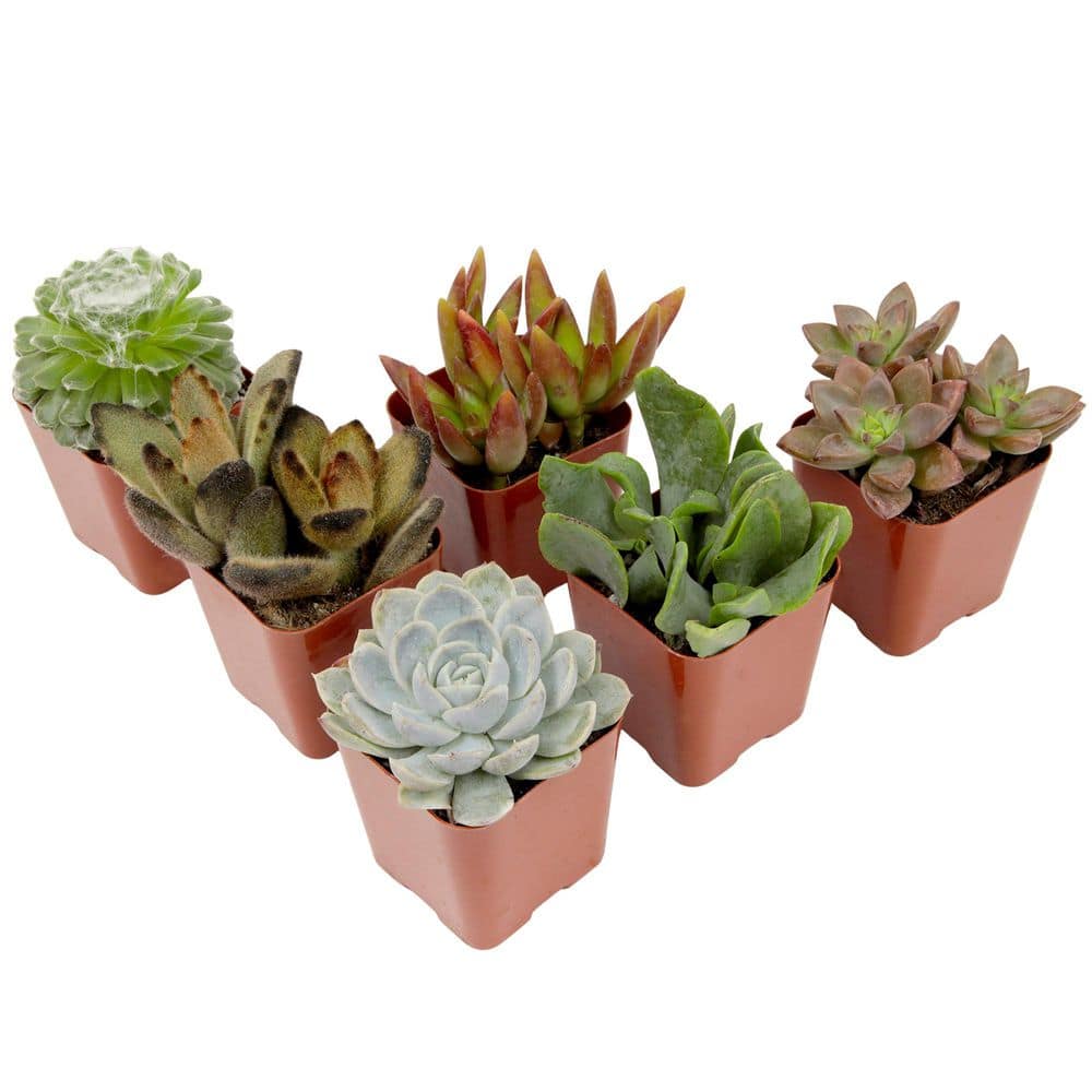 2IN Easy Care Live Succulent (6-Pack) price history on PriceWatchPro