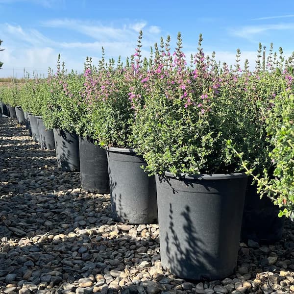 Alder & Oak #5 Container Wall Germander Flowering Shrub (2-pack)