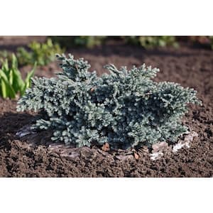3-gal. Blue Star Juniper with Turquoise and Silver Foliage, Low Maintenance Dwarf Conifer Drought Tolerant