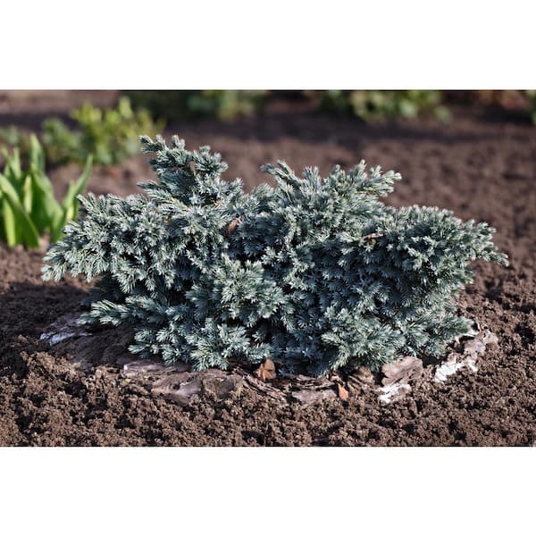 Online Orchards 3-gal. Blue Star Juniper with Turquoise and Silver Foliage, Low Maintenance Dwarf Conifer Drought Tolerant