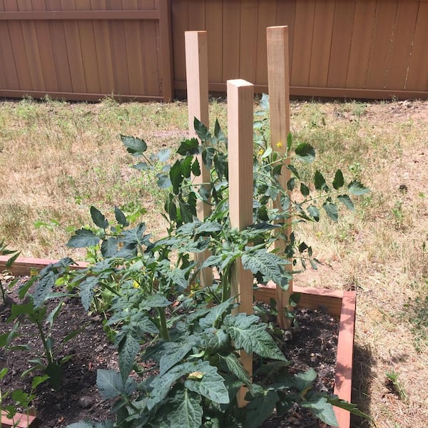 36 in. Wood Grade Stake (24-Pack)