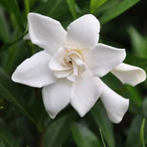 2.5 Qt. Frost Proof Gardenia, Live Evergreen Shrub, White Fragrant Blooms