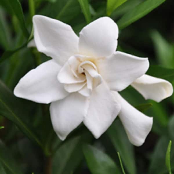 FLOWERWOOD 2.5 Qt. Frost Proof Gardenia, Live Evergreen Shrub, White Fragrant Blooms