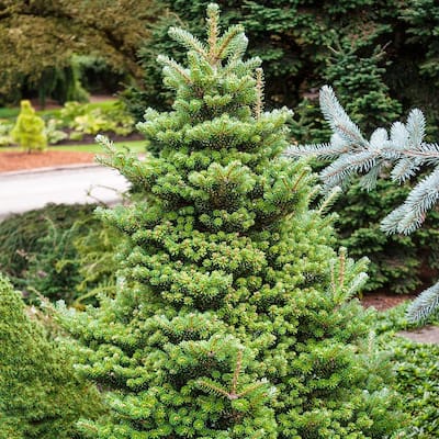 Online Orchards 1 Gal. Baby Blue Spruce Shrub With Silvery Turquoise  Evergreen Needles CFSP004 - The Home Depot