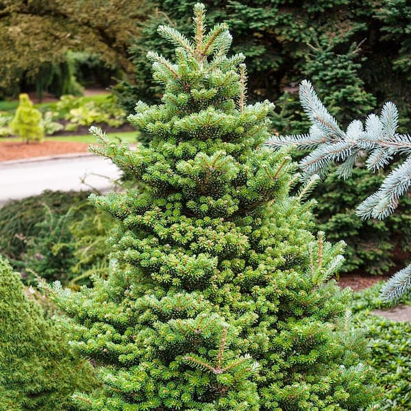 Spring Hill Nurseries 2.25 Gal. Pot Santa Fe Fir, Live Evergreen Shrub ...