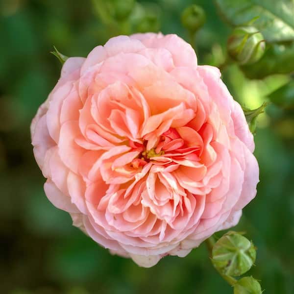 Drift 3 gal. Drift Rose Apricot HD2668 - The Home Depot