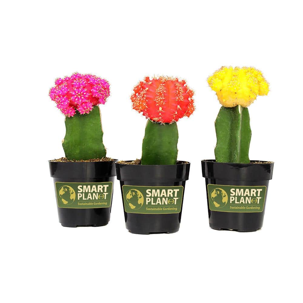 Multicolor Grafted Cactus Plants 3-Pack in 2.5-Inch Pots