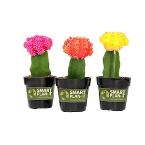 9 cm Grafted Cactus Plant Collection (3-Pack)
