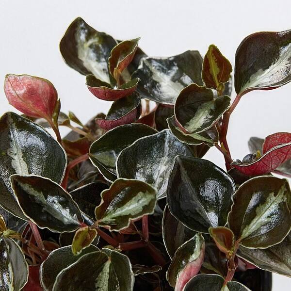 national PLANT NETWORK 4 in. Peperomia Metallica Plant in Grower