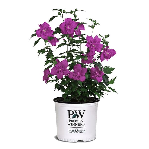 PROVEN WINNERS 2 Gal. Hibiscus Althea Magenta Chiffon Plant with Magenta Blossoms in Grower pot