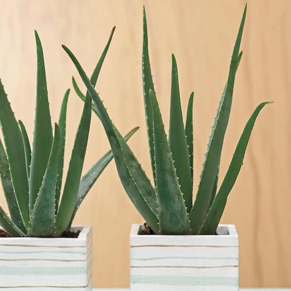 Spring Hill Nurseries 4 in. Pot Aloe Vera, Live Tropical Plant, Green Foliage (1-Pack)