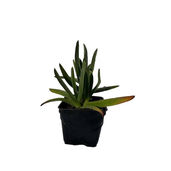 Triangular Sedum Drought Tolerent Pet-Safe Spreading in Pots (1-Pack)