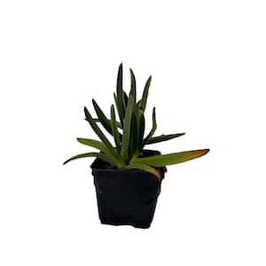 Triangular Sedum Drought Tolerent Pet-Safe Spreading in Pots (3-Pack)