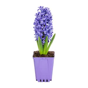 Hyacinth Forced Bulb Plant (1-Plant)