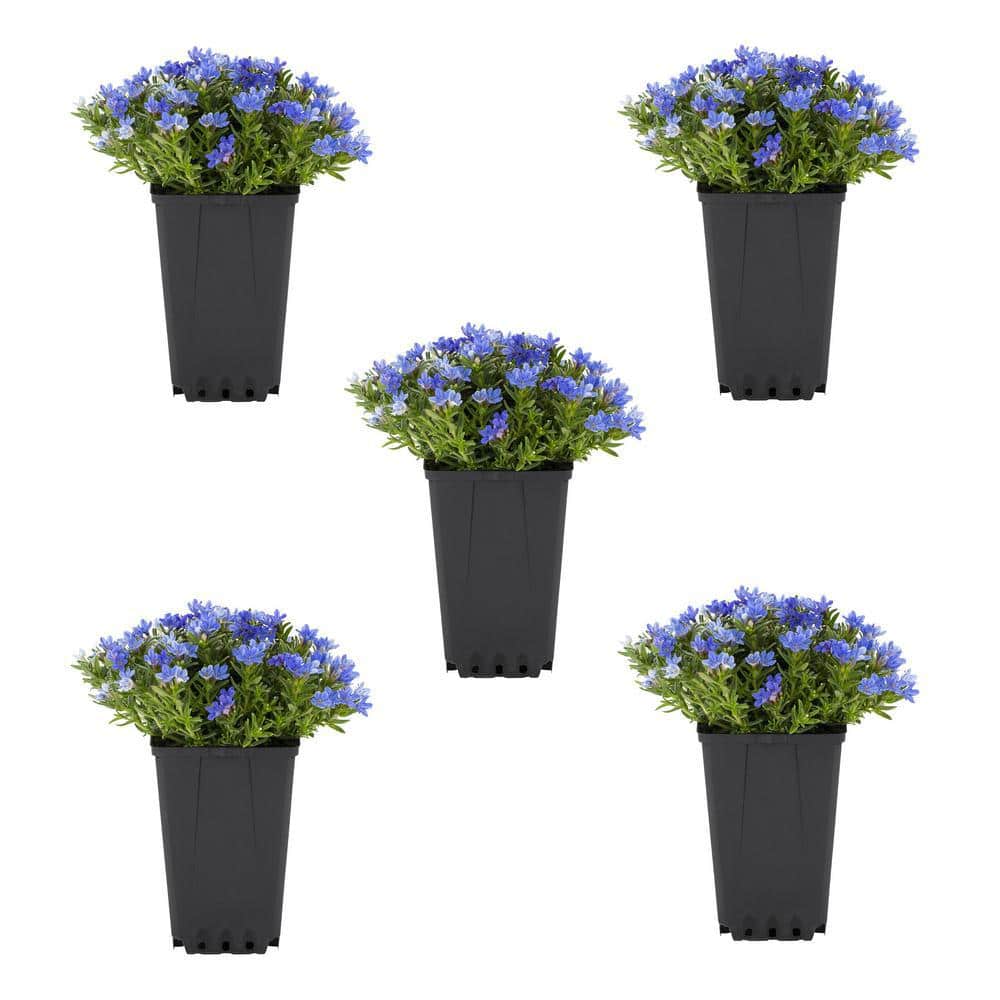 1.5 PT. Blue Lithodora Perennial Plant (5-Pack) price history on PriceWatchPro