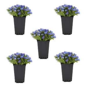 1.5 PT. Blue Lithodora Perennial Plant (5-Pack)