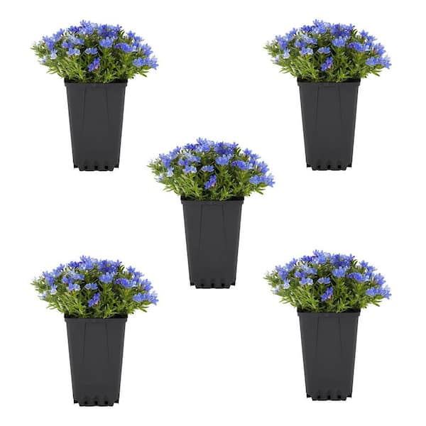 1.5 PT. Blue Lithodora Perennial Plant (5-Pack)