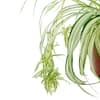 national-plant-network-house-plants-hd7740-4f.2