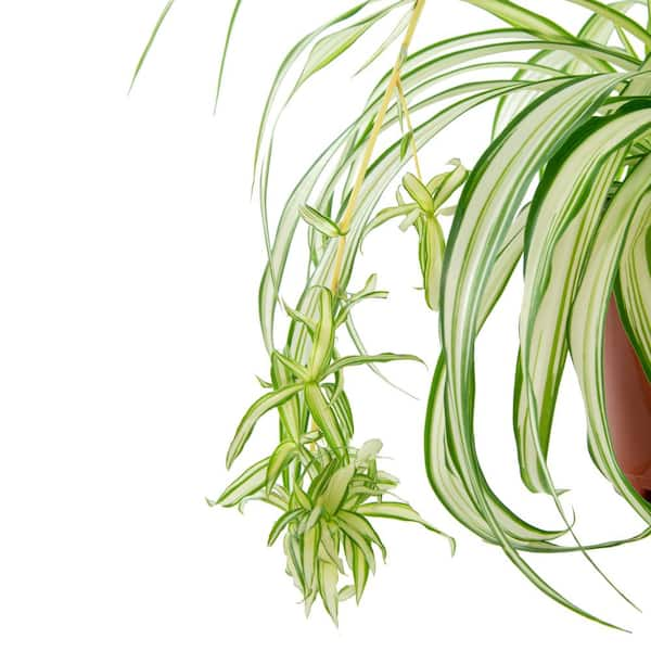 Spider Plant 6 in. Pot (2-Pack) THD100007 - The Home Depot