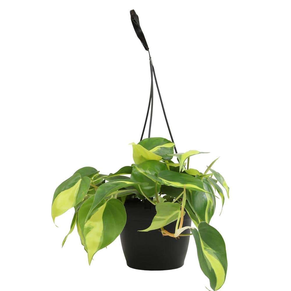 hanging pothos ideas Golden Pothos in Hanging Basket, Epipremnum Aureum