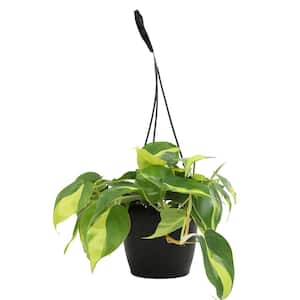 Heart Leaf Philodendron Brasil Air Purifying Indoor Houseplant in 6 in. Hanging Basket