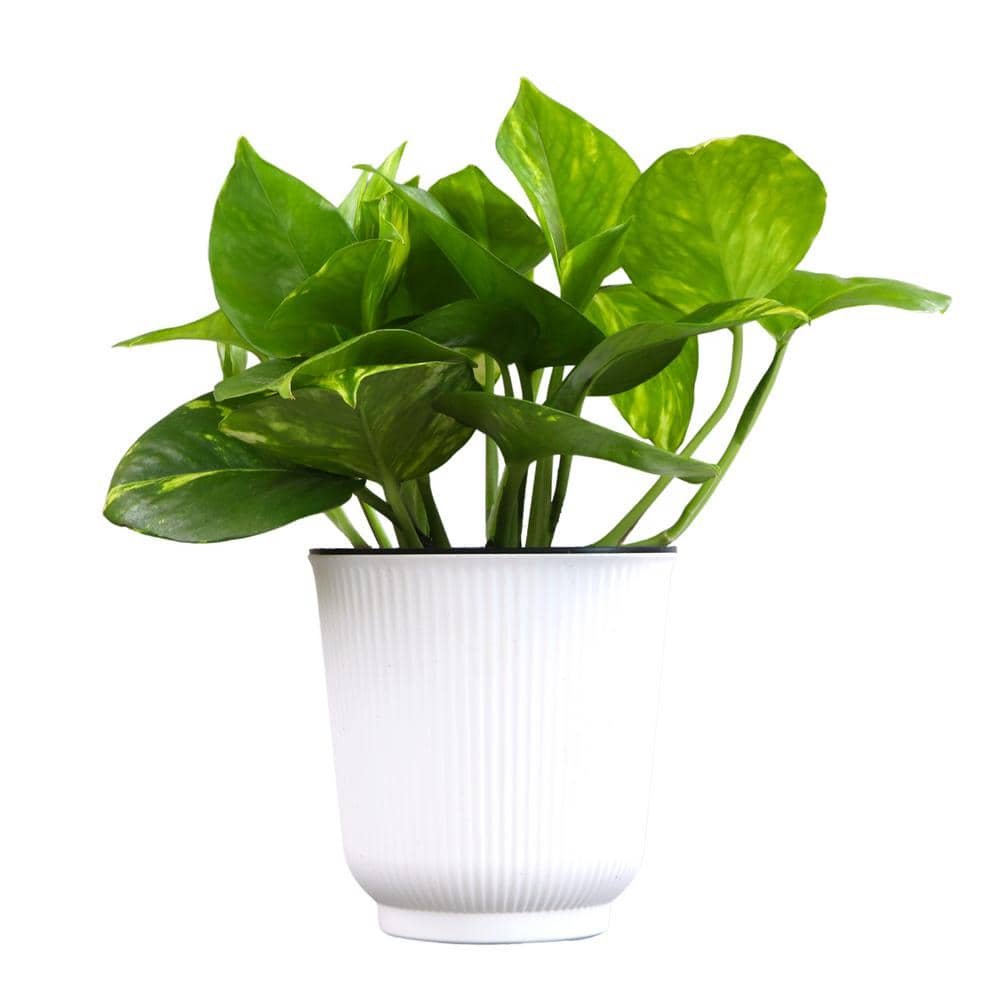 Golden Petite Pothos in White Planter, 4.25 Inch