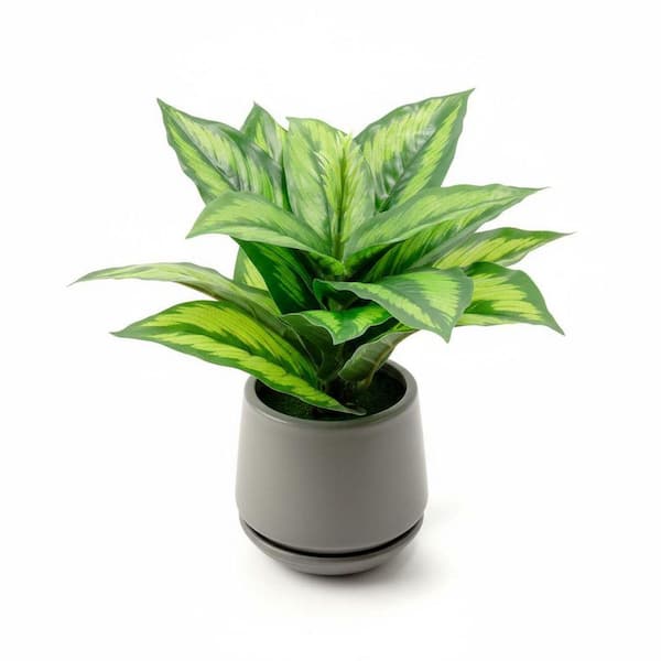 buy philodendron canada Philodendron Red Anderson main image 1