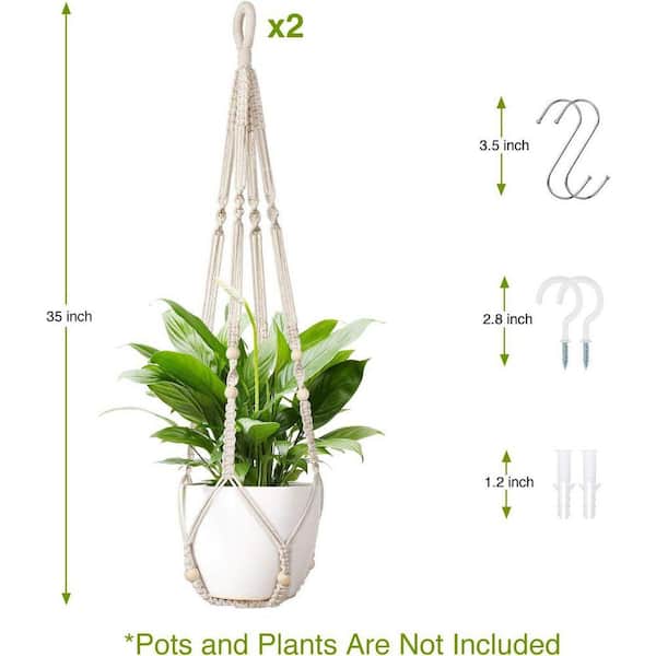 spider plant light requirement Spider Plant Variegated Houseplant main image 0