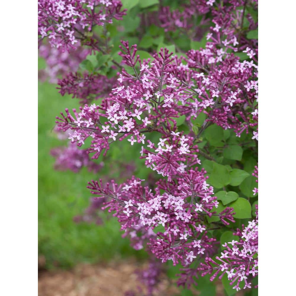 4.5 in. Dark Purple Reblooming Lilac Live Shrub