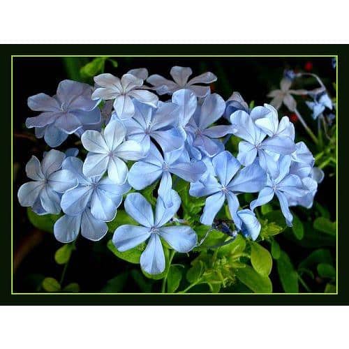 Unbranded Plumbago Assortment