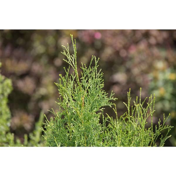 3 Gal. Tall Guy Thuja Evergreen Shrub