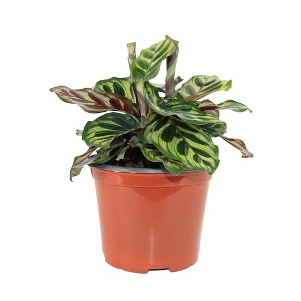 national PLANT NETWORK 6 in. Peacock Calathea Plant