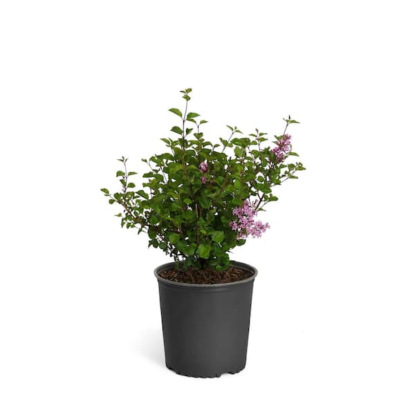 Brighter Blooms 3 Gal. Miss Kim Lilac Flowering Shrub with Pink Blooms