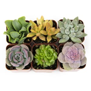 2IN Easy Care Live Succulent (6-Pack)