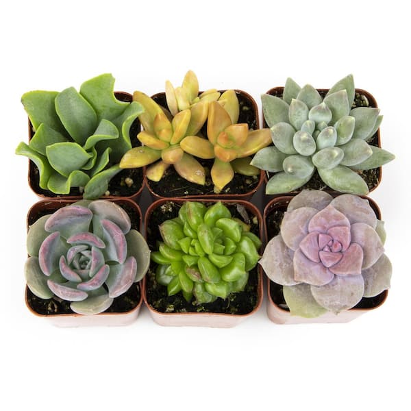 SMART PLANET 2IN Easy Care Live Succulent (6-Pack)