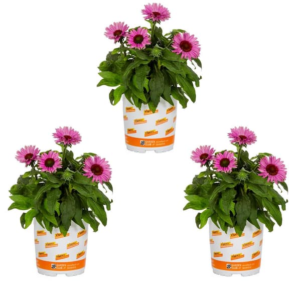 Vigoro 2.5 Qt. Sunseeker Purple Echinacea Cone Flower Perennial Plant (3-Pack)