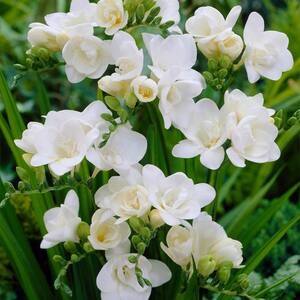 Freesias Double Blooming White Bulbs (25-Pack)