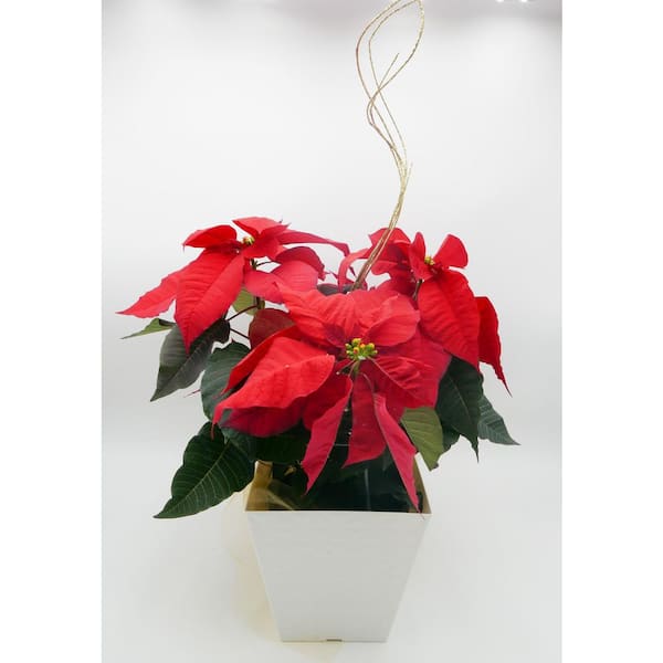 BELL NURSERY 7.5 in. Red Poinsettia Live Holiday Plant in Decorative Plastic Pot