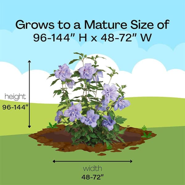 PROVEN WINNERS 2 Gal. Blue Chiffon Rose of Sharon (Hibiscus) Plant