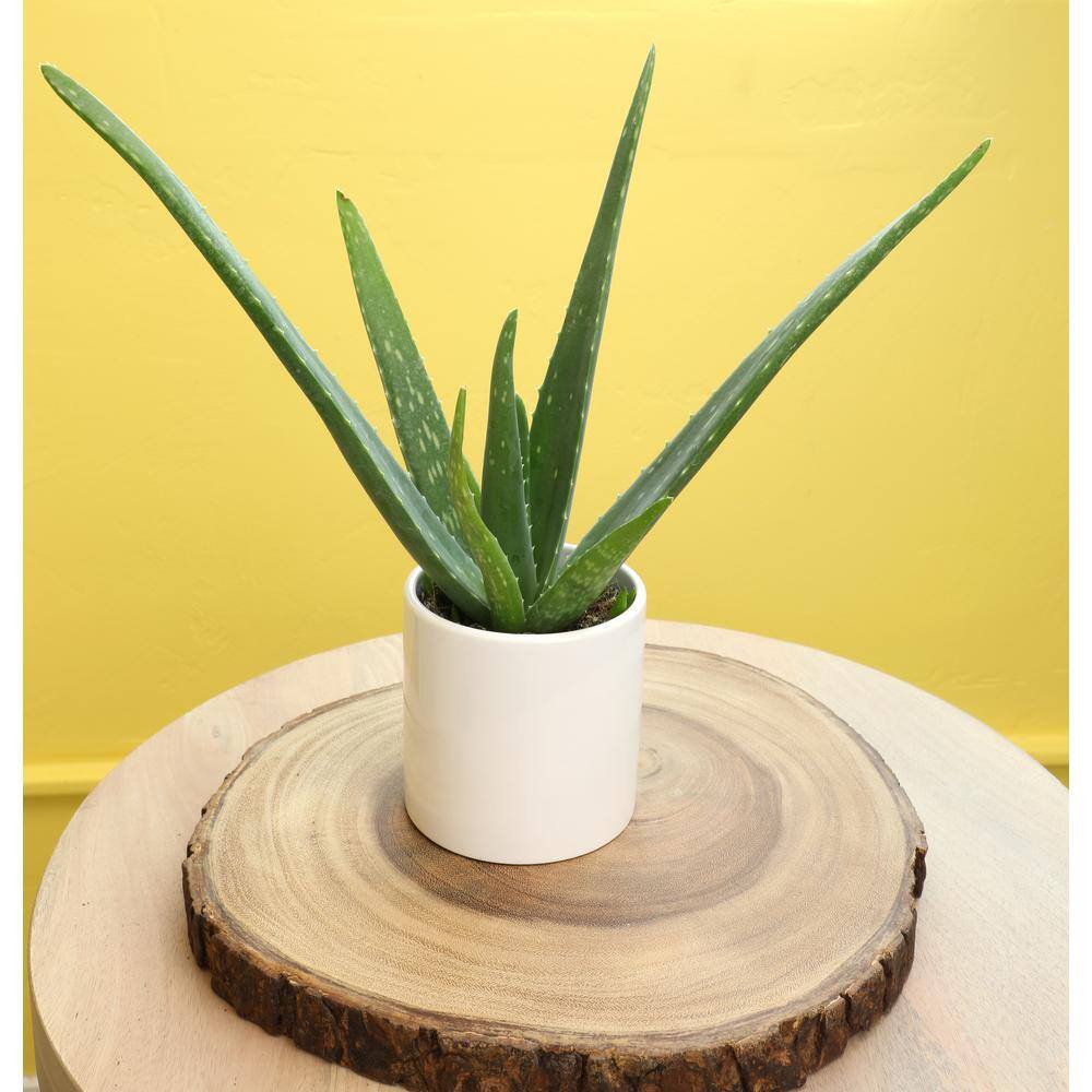 Aloe Vera 8" Green Succulent in Plastic Pot for Indoor/Outdoor
